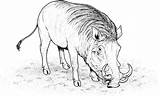 Warthog Coloring Pages Clipart Caracal Animals Drawings Colouring Animal Realistic Wildlife Wild Cliparts Library Line sketch template