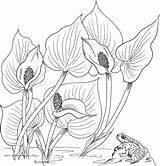 Calla Arum Lilien Malvorlagen Ausmalbild Coloring Kostenlos Supercoloring Blumen Ausdrucken sketch template