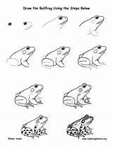 Bullfrog Frog Exploringnature Eardrum sketch template