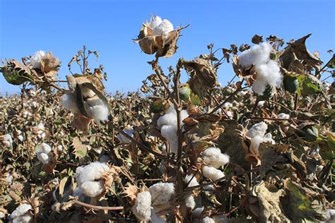 story  cotton  cotton  grown