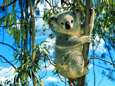 cute cuddly koala flora  fauna wallpaper  fanpop