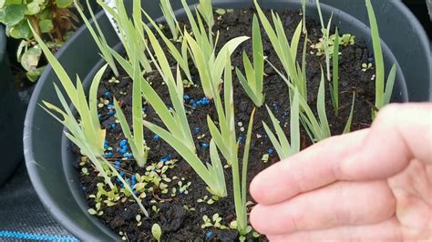 iris seedlings  seed pods developing  tulips irises  aztec