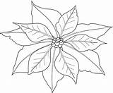 Poinsettia Coloring Christmas Sheet Template Kids Pages Pointsettia Templates sketch template