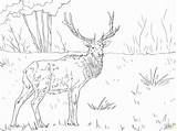 Coloring Pages Elk Mountain Printable Rocky Deer Caribou Adults Color Kids Clipart Getcolorings Colorings Moose Online Print Sheet Animal Getdrawings sketch template