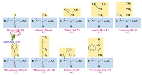 polar  nonpolar amino acids list slidesharetrick