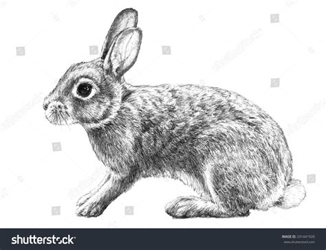 cottontail rabbit illustration hand drawn pencil stock illustration