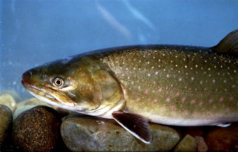 mighty bull trout  spokesman review
