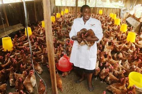 poultry farming   common diseases   control