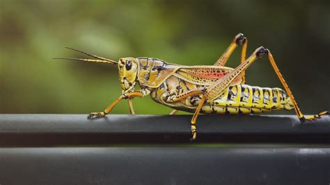 shouldnt touch  eastern lubber grasshopper