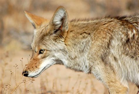coyote  joshua tree national park  matt artz flickr