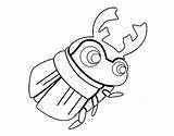 Scarabeo Escarabajo Pelotero Bosta Stercorario Dung Beetle Rola Escarabat Piloter Dibuix Acolore Dibuixos Coloringcrew sketch template