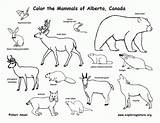 Coloring Animals Grassland Pages Popular Biome sketch template