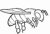 Bumblebee Pollinator Line Clipartmag sketch template