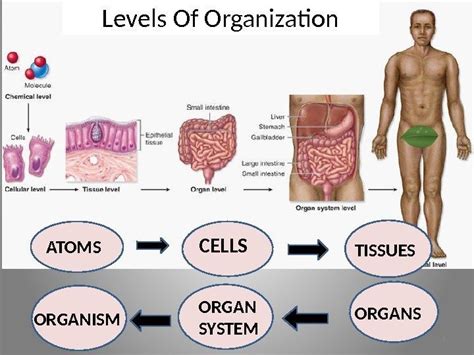 Hierarchy Of Cells Cells Tissues Organs Systems Powerpoint Tpt Gambaran