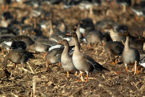 birds blog bean geese    shetland
