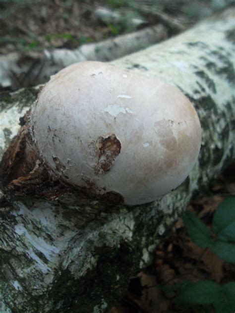 champignons de bois tous les messages sur champignons de bois page  la renarde des alpes