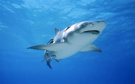 big shark swimming   blue sea   desktop wallpapers