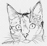 Cat Coloring Head Drawing Pngjoy sketch template