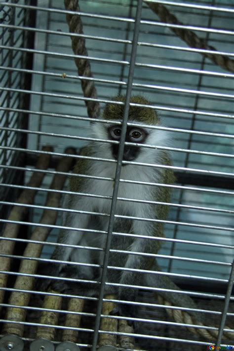 monkey  cage  image