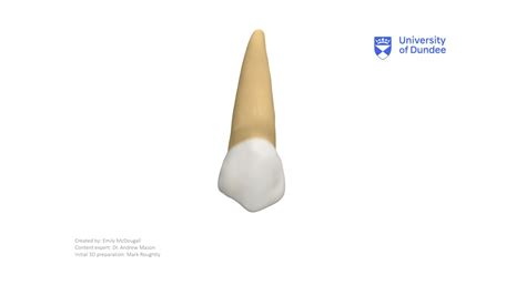 Maxillary First Premolar Download Free 3d Model By University Of