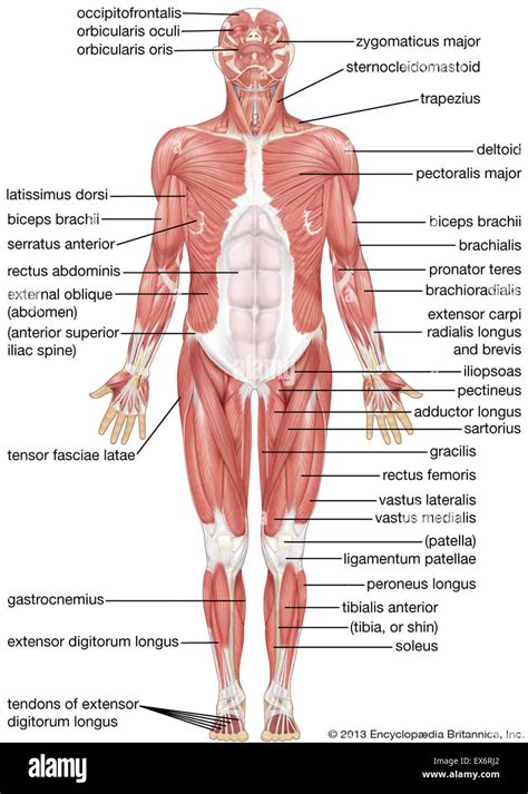 anterior view  human muscular system stock photo alamy