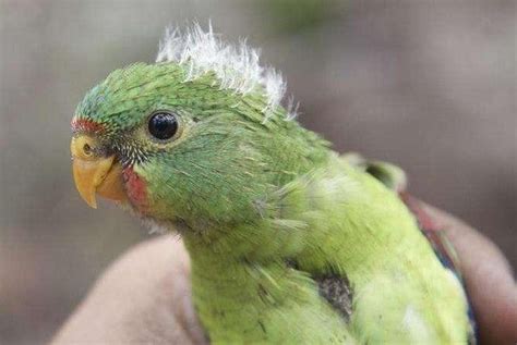 australia swift parrot critically endangered upicom