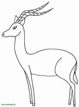 Gazelle Sauvages Impala Antilope Afrique Savane Choisir Africains Teteamodeler sketch template