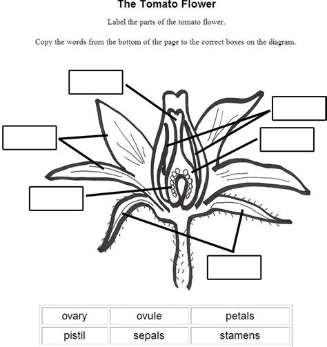parts   flower worksheet  grade yahoo image search results parts   flower