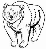 Mewarnai Beruang Paud Macam Temukan Aneka Sd sketch template
