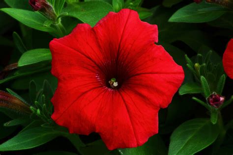 red petunia flowers  nature pictures  forestwander nature photography