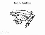 Coloring Frog Wood Sponsors Wonderful Support Please sketch template