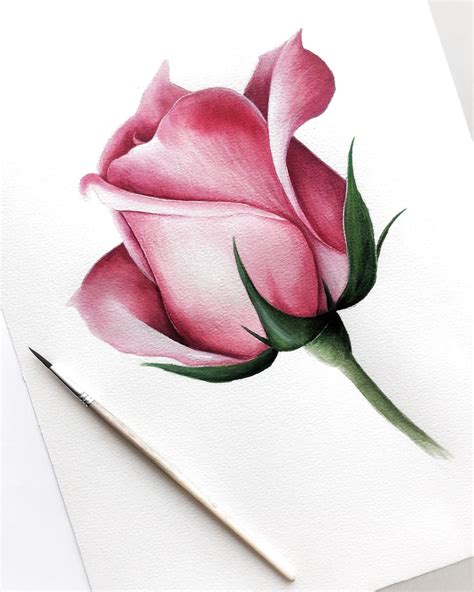 eshche odna roza   pencil drawings  flowers realistic flower drawing color pencil art