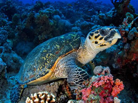hawksbill sea turtle sea turtle facts  information