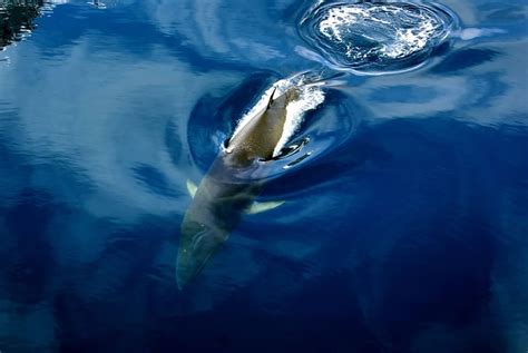 antarctic minke whale whale dolphin conservation usa