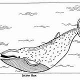 Humpback Baleine Bleue Hellokids Designlooter sketch template