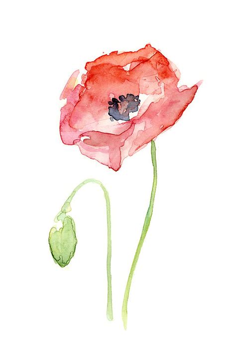 Red Poppy Painting By Olga Shvartsur