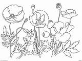 Poppy Coloring Pages Flower Printable Drawing Poppies Remembrance Oriental Print Kids Clipart Color Getdrawings Mandala Trolls Sheets Getcolorings Library Comments sketch template