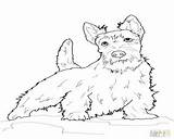Coloring Pages Terrier Getcolorings Scottish sketch template