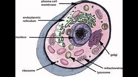 cell rap  grade life science youtube