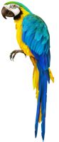 parrot png images  pictures
