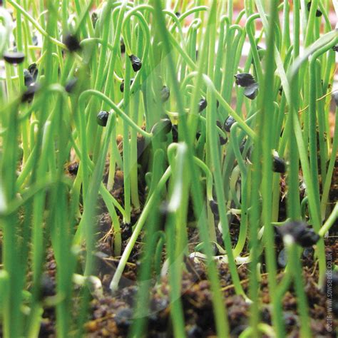 onion sproutingmicrogreen seeds quality seeds  sow seeds
