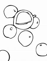 Nut Coloring Macadamia Happy Designlooter National 04kb 1275 Sheets Search Google Clipart Pages sketch template