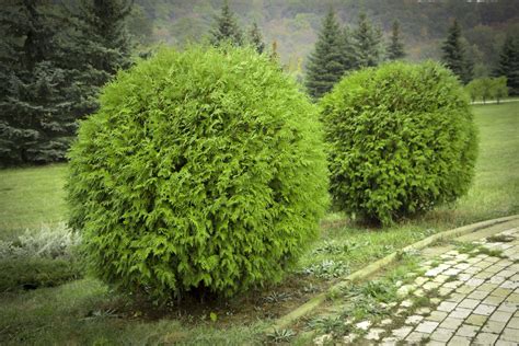 famous  green shrubs  landscaping ideas
