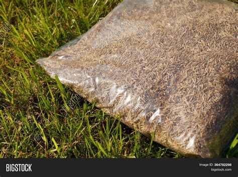 sowing grass setting image photo  trial bigstock