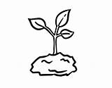 Sprout Coloring Seed Pages Drawing Template Getdrawings sketch template
