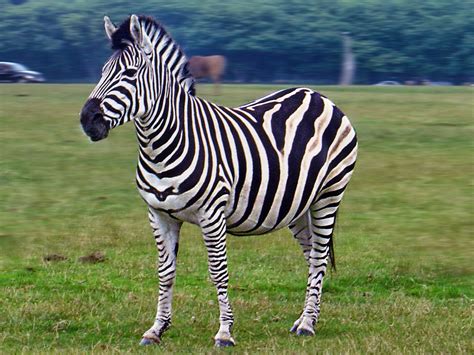 zebras info  latest images   beautiful  dangerous animals