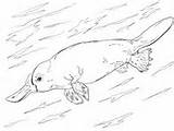 Platypus Coloring Pages Duck Billed Cute Swimming Supercoloring sketch template