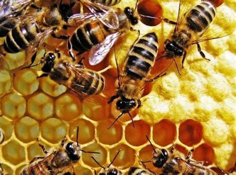 bees  honey beekeeping
