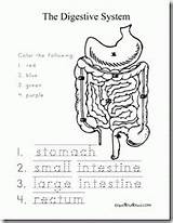 Coloring Digestive System Human Anatomy Pages Worksheet Worksheets Kids Body Science Stomach Spell Week Printable Activities Systems Elementary Book Printables sketch template