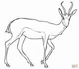 Springbok Coloring Antelope Pages Gazelle Drawing Printable Color Pronghorn Kids Draw Animal Print Drawings Getdrawings Getcolorings Dot Crafts sketch template